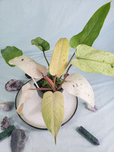 Load image into Gallery viewer, Whipple Way, Exact Plant, variegated Philodendron
