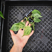 Load image into Gallery viewer, Philodendron Hederaceum, Heart Leaf, Exact Plant Variegated Ships Nationwide
