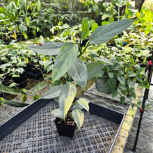 Load image into Gallery viewer, Philodendron Hastatum Silver Sword, Exact Plant Variegated Ships Nationwide
