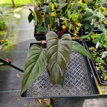 Load image into Gallery viewer, Philodendron Dark Lord, Exact Plant Ships Nationwide
