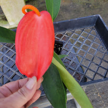 Load image into Gallery viewer, Anthurium Scherzerianum "Pig Tail", Exact Plant Ships Nationwide
