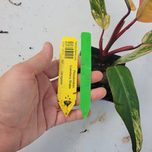 Load image into Gallery viewer, Philodendron Strawberry Shake, Exact Plant Variegated Ships Nationwide
