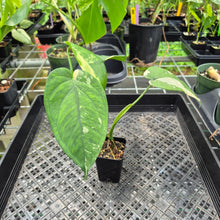 Load image into Gallery viewer, Syngonium Chiapense Variegated exact plant, Fedex 2day*

