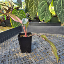 Load image into Gallery viewer, Philodendron Pink Princess Galaxy, Exact Plant Variegated Ships Nationwide
