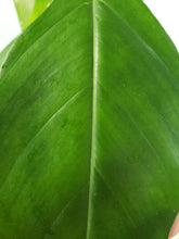 Load image into Gallery viewer, Joepii, exact plant, Philodendron, ships nationwide
