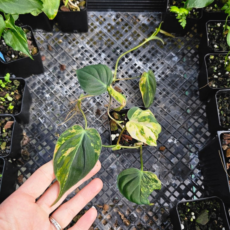 Philodendron Hederaceum Micans Aurea, Exact Plant Variegated Ships Nationwide