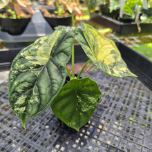 Load image into Gallery viewer, Alocasia Baginda Dragon Scale Albo Aurea Bicolor , Exact Plant Ships Nationwide
