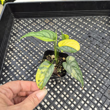 Load image into Gallery viewer, Monstera Siltepecana Aurea Variegated exact plant, Fedex 2day*
