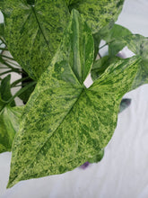 Load image into Gallery viewer, Mojito, Exact Plant, multi pot of 4, variegated Syngonium Podoph.
