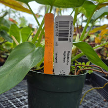 Load image into Gallery viewer, Philodendron Giganteum, Exact Plant Variegated Ships Nationwide
