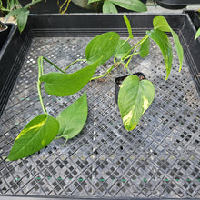 Load image into Gallery viewer, Epipremnum Pinnatum Yellow Flame, Exact Plant Variegated Ships Nationwide
