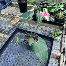 Load image into Gallery viewer, Anthurium Shibori, Exact Plant Variegated
