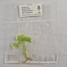 Load image into Gallery viewer, Syngonium Podophyllum 'Golden Allusion' albo Variegated tissue culture 2DayAir
