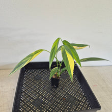 Load image into Gallery viewer, Epipremnum Amplissimum Variegated exact plant, Fedex 2day*
