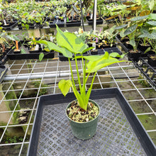 Load image into Gallery viewer, Alocasia Cucullata Banana Split Variegated exact plant, Fedex 2day*
