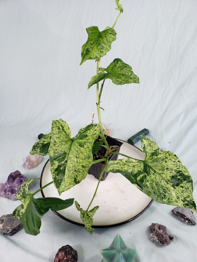 Mojito, exact plant, double plant, variegated Syngonium Podophyllum, ships nationwide