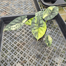 Load image into Gallery viewer, Alocasia Baginda Dragon Scale Albo Aurea Bicolor variegated exact plant, Fedex 2day*
