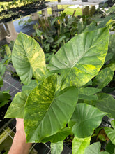 Load image into Gallery viewer, Alocasia Gageana Aurea Variegated 4" pot, Fedex 2day*
