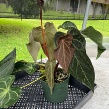 Load image into Gallery viewer, Anthurium Magnificum X AFF noid, exact plant, Fedex 2day*
