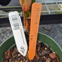 Load image into Gallery viewer, Philodendron Sodiroi True Form exact plant, Fedex 2day*
