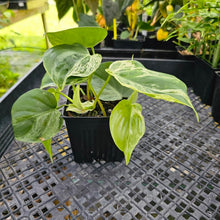 Load image into Gallery viewer, Philodendron Hederaceum, Heart Leaf, Exact Plant Variegated multi pot Ships Nationwide

