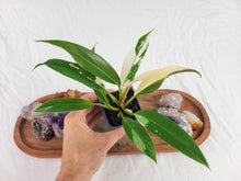 Load image into Gallery viewer, Philodendron Wend Imbe, Exact Plant Variegated
