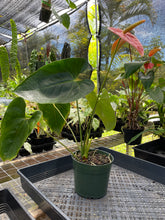 Load image into Gallery viewer, Anthurium Andraeanum Starlight Splash, Exact Plant, Speckled Ships Nationwide
