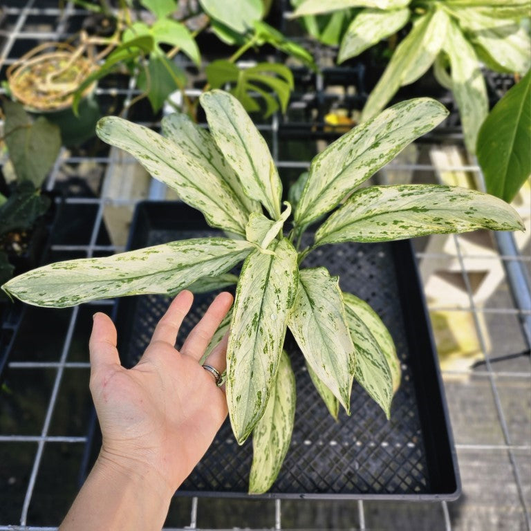 Aglaonema Ice Queen, Silver Queen, Exact Plant Variegated Ships Nationwide