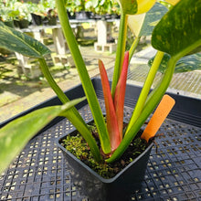 Load image into Gallery viewer, Philodendron Green Congo Nuclear, Exact Plant Variegated

