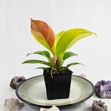 Load image into Gallery viewer, Philodendron Red Moon, Exact Plant Variegated
