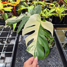 Load image into Gallery viewer, Monstera Borsigiana Albo Deliciosa, Exact Plant Variegated Ships Nationwide
