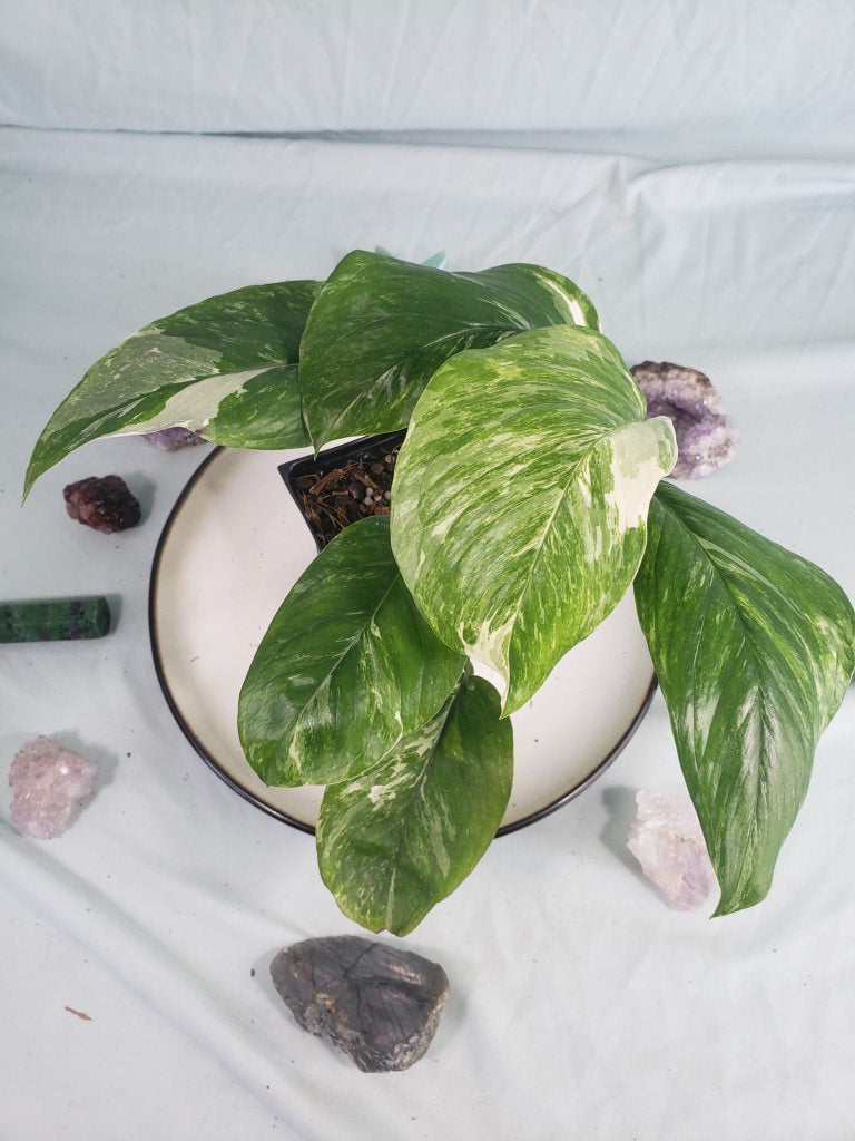 Lechleriana, exact plant, variegated Monstera, ships nationwide