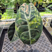 Load image into Gallery viewer, Alocasia Sedenii Aurea Variegated exact plant, Fedex 2day*
