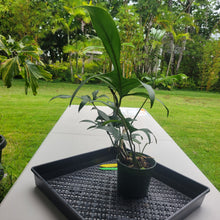 Load image into Gallery viewer, Philodendron Quercifolium x Pedatum, Exact Plant Ships Nationwide
