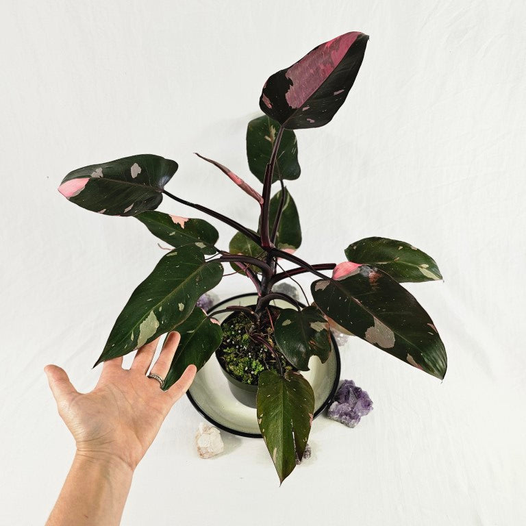 その他観葉植物 Philodendron Pink Princess Black Cherry Philodendron Pink Princess Black Cherry Galaxy – INDONESIAPLANTS