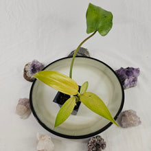Load image into Gallery viewer, Philodendron Whipple Way, Exact Plant Variegated Ships Nationwide
