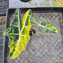 Load image into Gallery viewer, Alocasia Sanderiana Bull Aurea, Exact Plant Variegated
