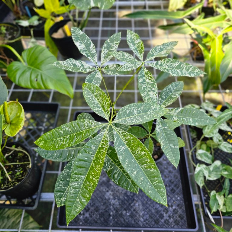 Pachira Aquatica Money Tree, Exact Plant Variegated 6'' pot