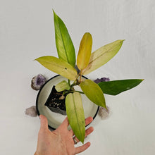 Load image into Gallery viewer, Philodendron Whipple Way, Exact Plant Variegated Ships Nationwide
