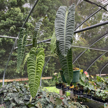 Load image into Gallery viewer, Anthurium Veitchii exact plant, Fedex 2day*
