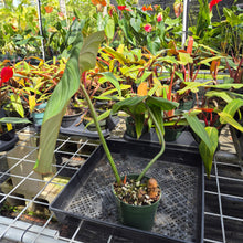 Load image into Gallery viewer, Philodendron Gloriosum, Pink Veined Back, Exact Plant Ships Nationwide
