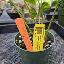 Load image into Gallery viewer, Anthurium Andraeanum White Heart, Exact Plant Variegated Ships Nationwide
