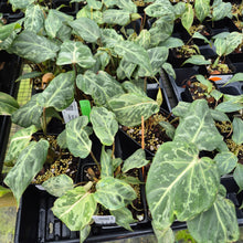 Load image into Gallery viewer, Philodendron Gloriosum Snow Leopard variegated 4" pot, Fedex 2day*
