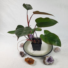 Load image into Gallery viewer, Philodendron Dark Lord, Exact Plant Ships Nationwide
