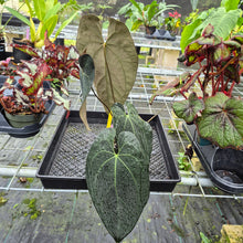 Load image into Gallery viewer, Anthurium Ace Of Spades X Papillilaminum, Exact Plant
