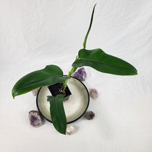Load image into Gallery viewer, Philodendron Jerry Horne 4" pot, Fedex 2day*
