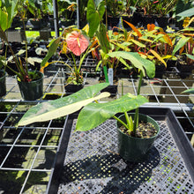 Load image into Gallery viewer, Philodendron Jose Buono Variegated exact plant, Fedex 2day*
