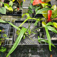 Load image into Gallery viewer, Philodendron Holtonianum, Exact Plant Large, 6&#39;&#39; pot
