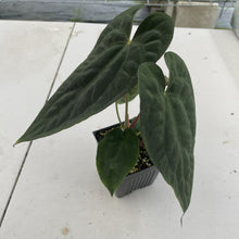 Load image into Gallery viewer, Anthurium (Ace of Spades DF x Kunayalense) x Pap FS, Exact Plant Ships Nationwide
