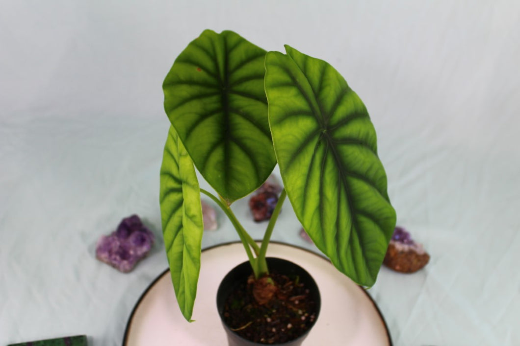 Alocasia Green Shield Exact Plant